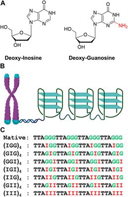 Structural effects of inosine substitution in telomeric DNA quadruplex